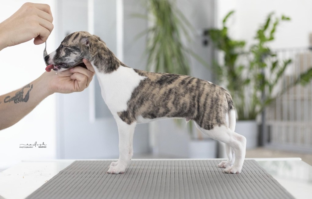 ceylon maximus wings postoj