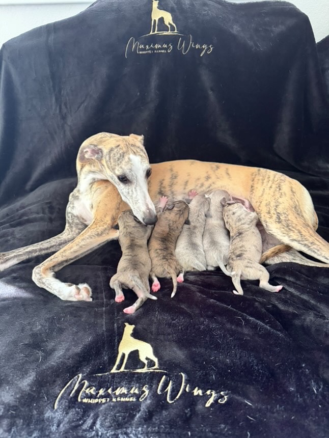 Exciting News: We Have Puppies&nbsp;!