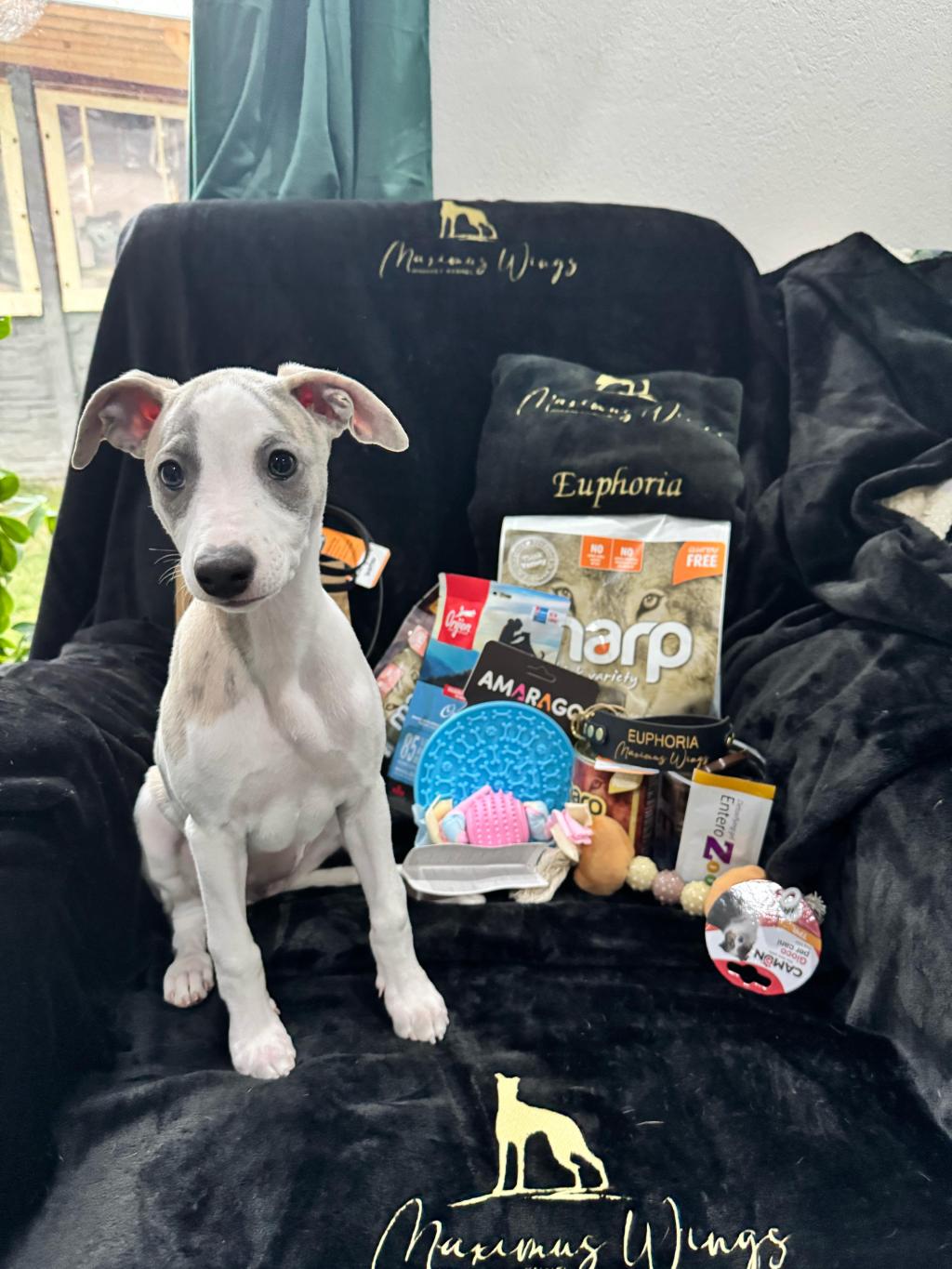 All puppies from litter E have found their&nbsp;homes!