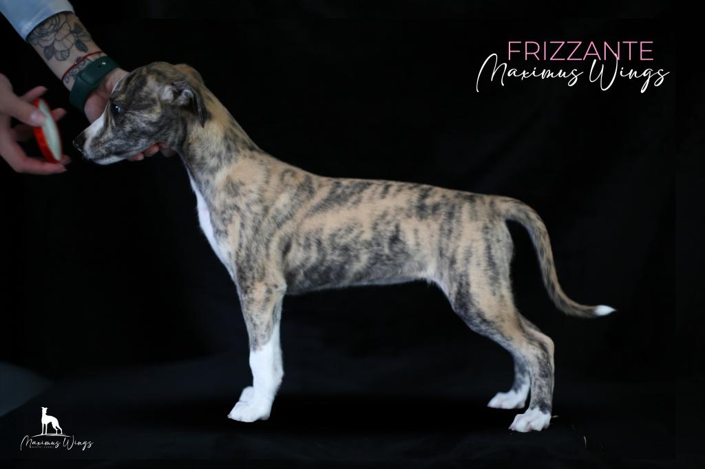 frizzante maximus wings - whippet puppy