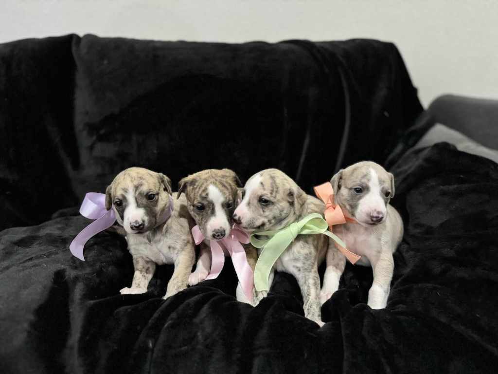 whippet steniatka vrh d