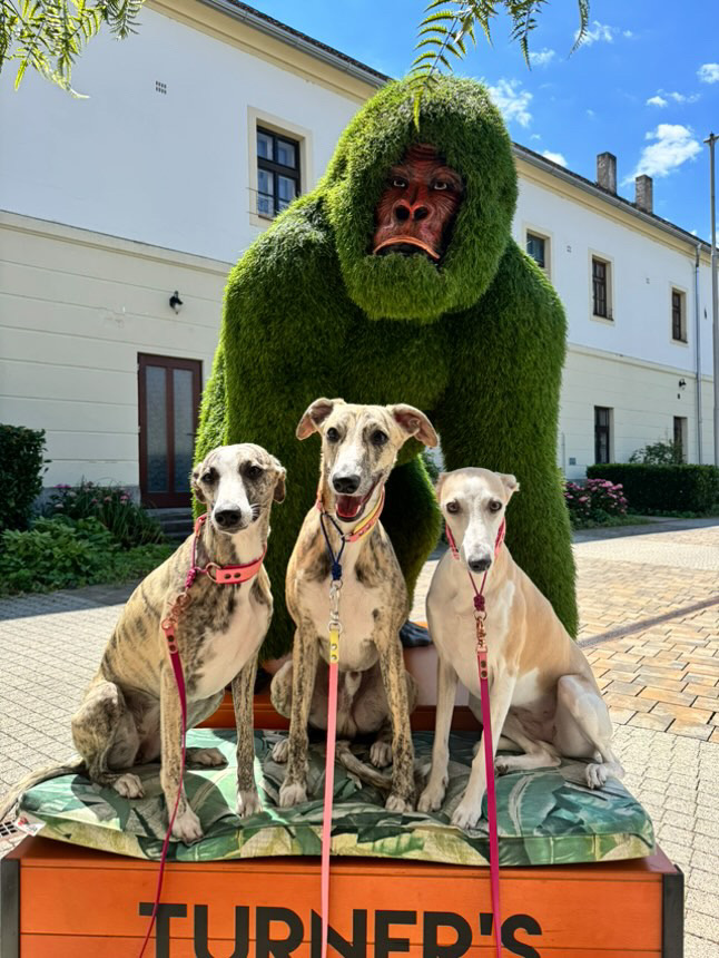 A successful weekend in&nbsp;Hungary