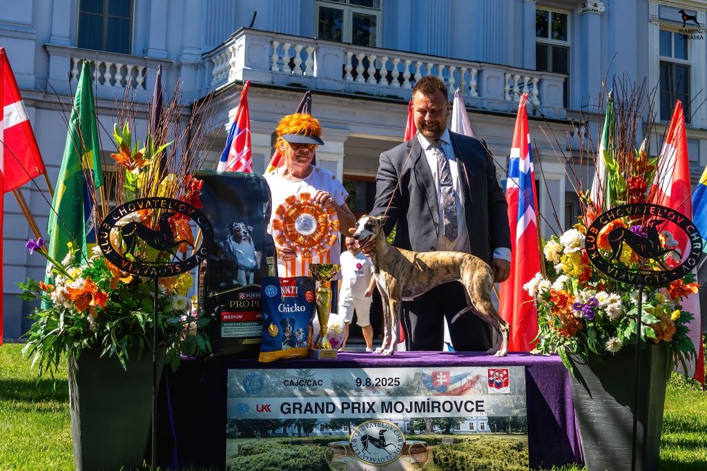 Sighthound club show&nbsp;Mojmirovce