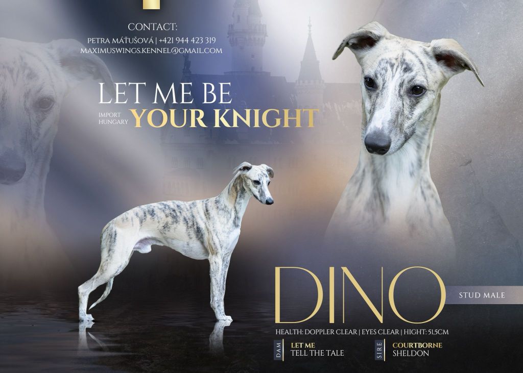 DINO is a STUD DOG&nbsp;!